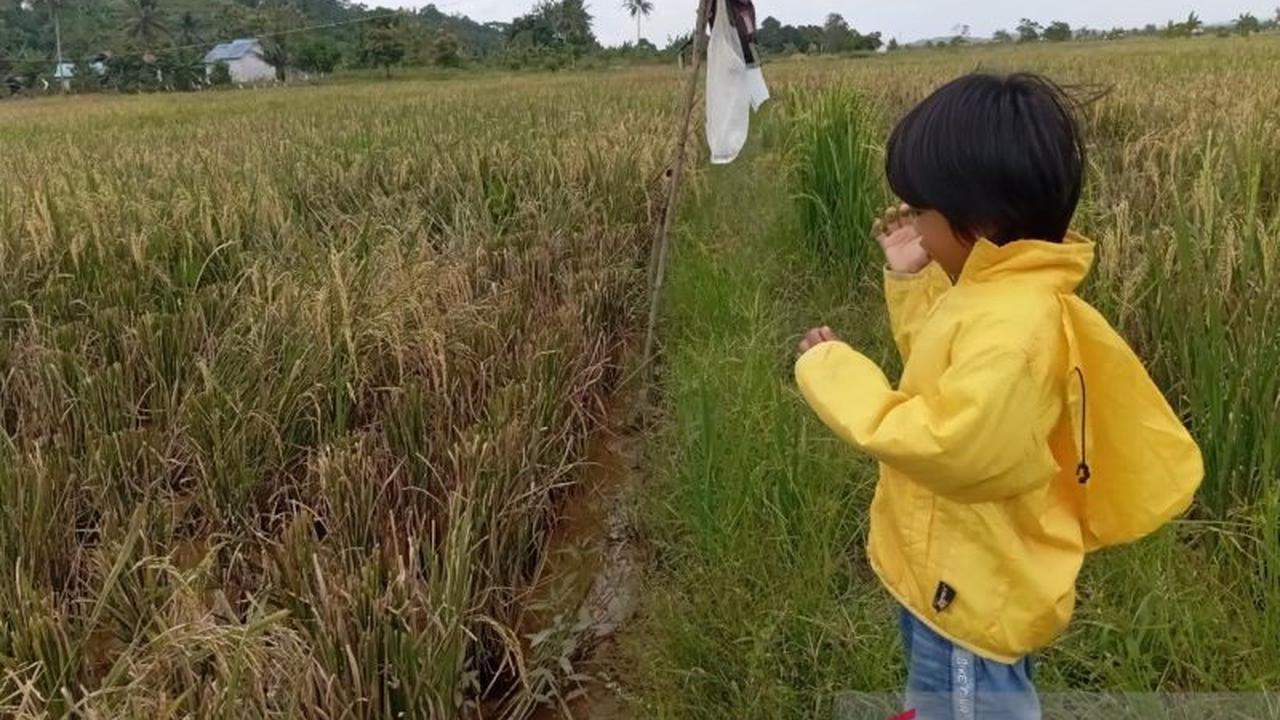 Kementan dan Pemkab Kutim Kolaborasi Optimalisasi Lahan 20.000 Hektare Demi Swasembada Pangan
