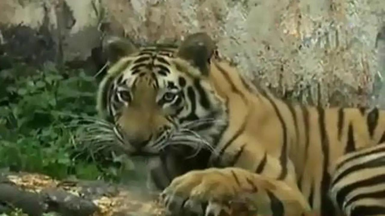 Harimau