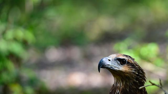 BKSDA Aceh Lepasliar Dua Satwa Dilindungi