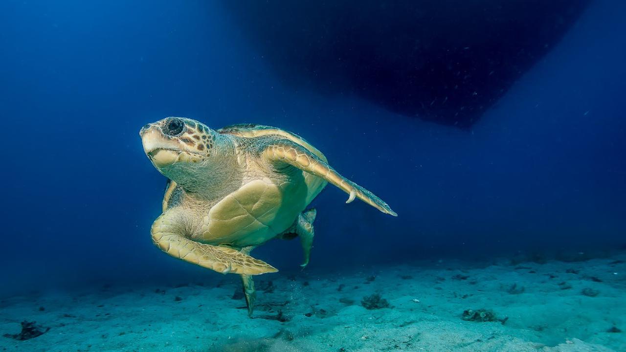 Perdagangan Arwana hingga Telur Penyu Dilindungi Marak di Wilayah Ini