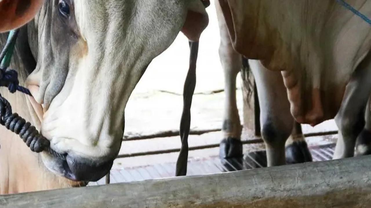 FOTO: Kreativitas Warga Pancoran Ciptakan Biogas dari Kotoran Sapi