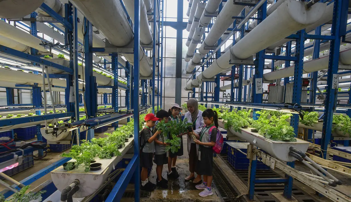 Di tempat ini, pengunjung juga bisa mendapat pengalaman langsung, termasuk mencoba teknik pertanian hidroponik dan memanen sayuran. Tampak dalam foto, pelajar dari salah satu sekolah dasar menyimak penjelasan terkait pola dan sistem pertanian hidroponik di Ladang Farm, Lebak Bulus, Jakarta, Kamis (30/4/2026). (merdeka.com/Arie Basuki)