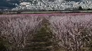 Pohon persik berbunga di sebelah kota Veria, Yunani utara, pada 19 Maret 2019. Mekarnya bunga persik jadi fenomena tahunan di pedesaan Yunani, yang menyerupai mekarnya bunga sakura di Jepang. (Sakis MITROLIDIS / AFP)
