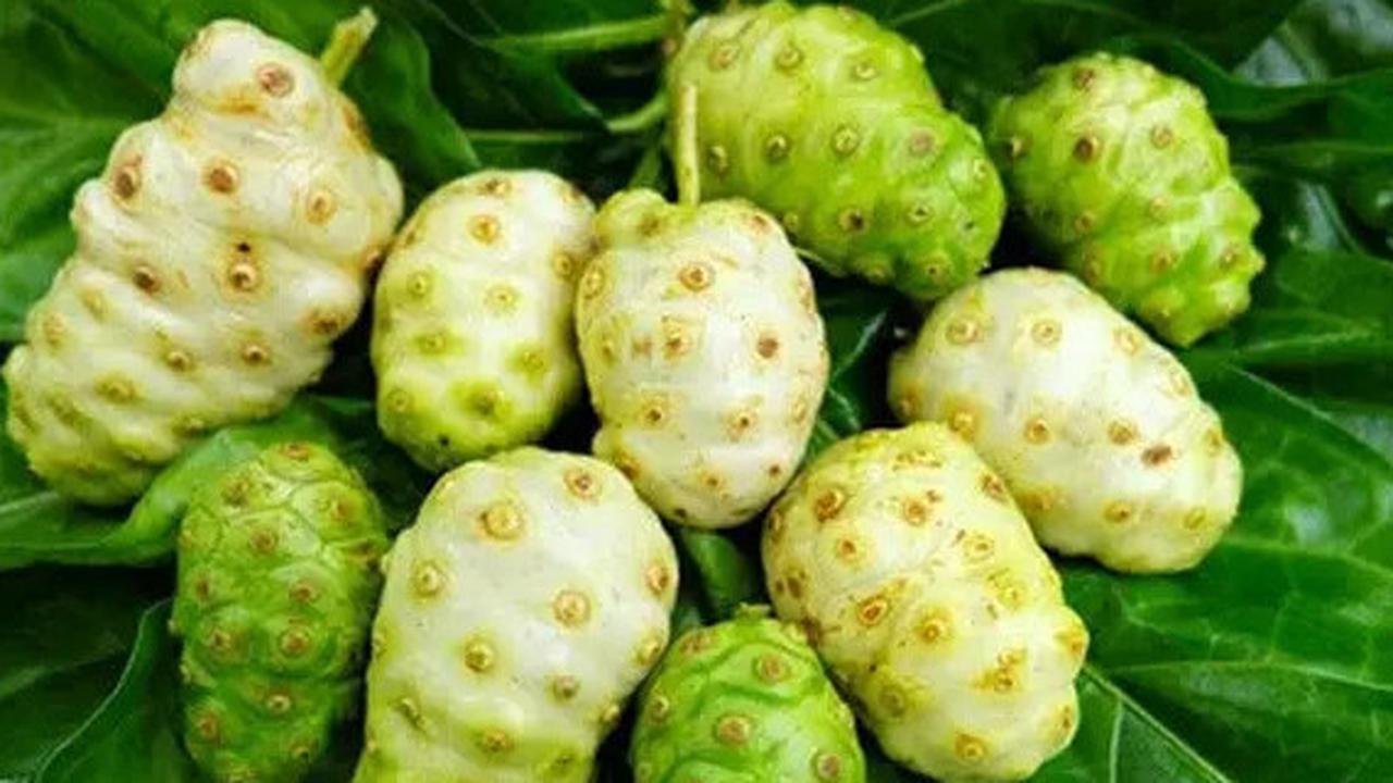 Manfaat Buah Mengkudu Untuk Kesehatan Pria yang Jarang Diketahui
