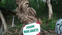 Kisah Pohon Raga Sakti Penjaga Situs Cimandung Cirebon Desa Krandon Kecamatan Talun Kabupaten Cirebon diyakini sebagai penjaga situs. Foto (Liputan6.com / Panji Prayitno)