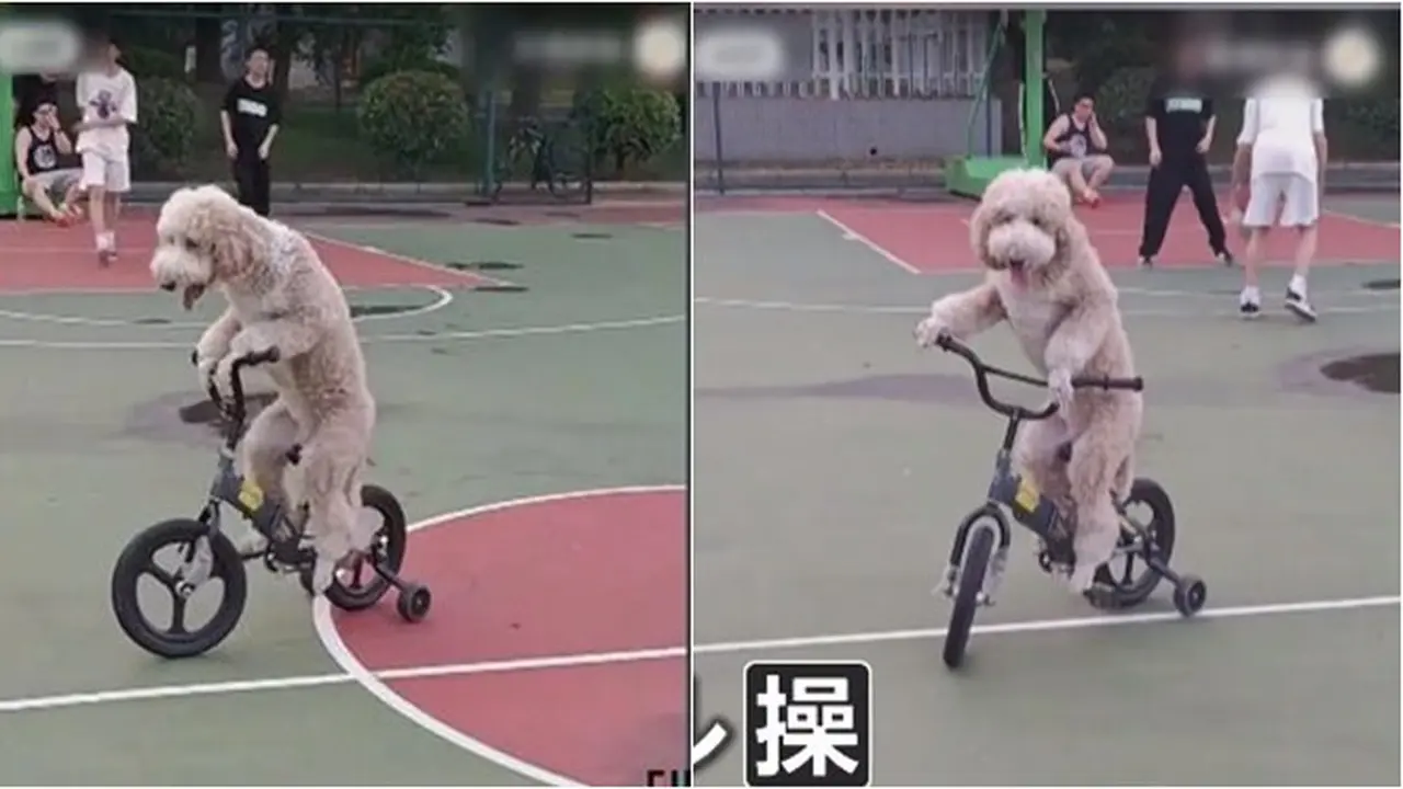 Viral, Video Anjing Kendarai Sepeda untuk Jalan-Jalan Ini Bikin Gemas