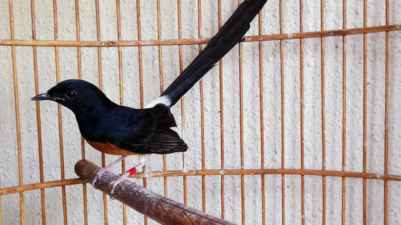 [Bintang] Mengenal Burung Murai Batu dan Jenisnya