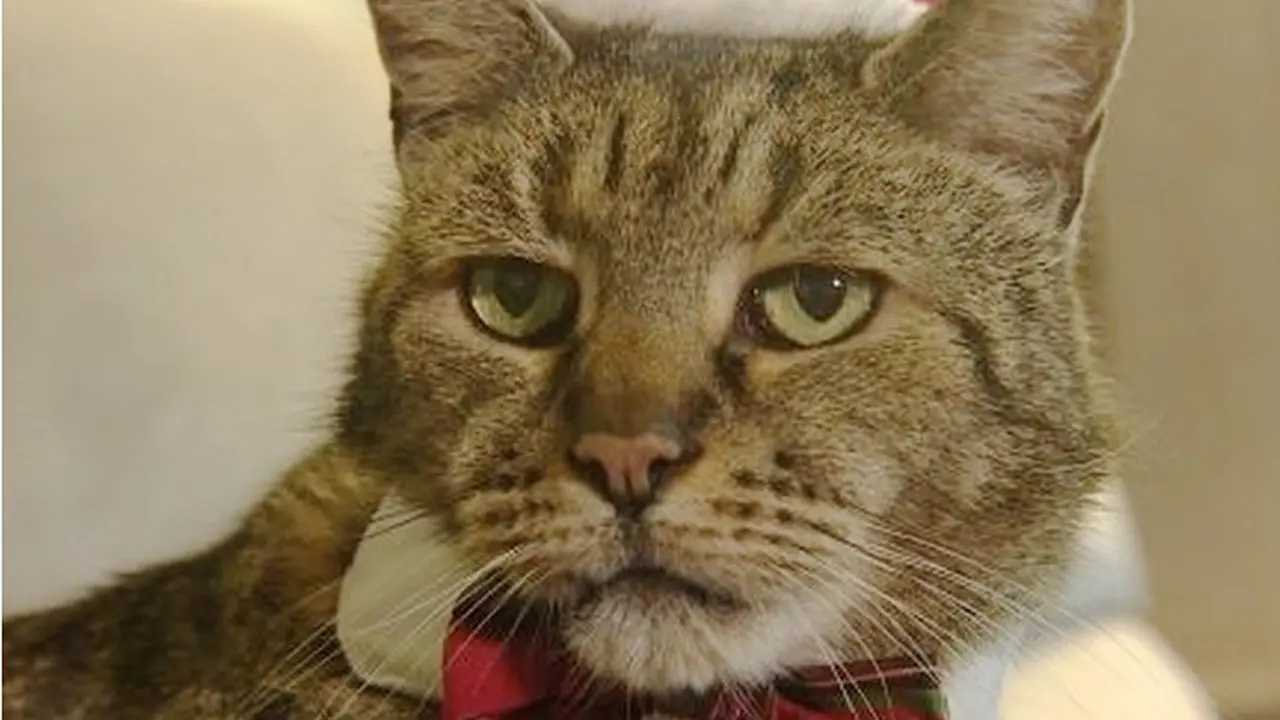 Kucing Tertua di Dunia, Rayakan Natal ke-31