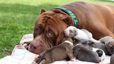 Setiap hari, anjing yang bernama Hulk ini sibuk memeluk dan menjilati delapan anaknya. Kebiasaannya itu berkebalikan dengan kegarangannya yang menurut sang pemilik dapat menyerang manusia.