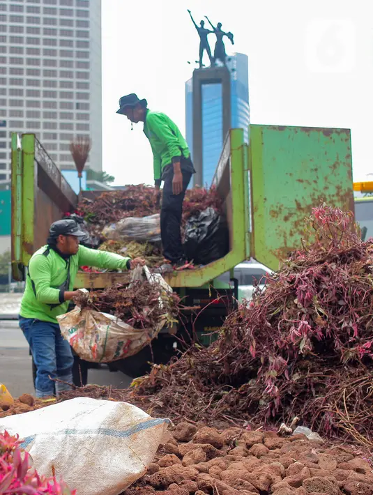 Menurut pasukan hijau, PJLP dari Suku Dinas Perhutanan dan Taman Kota, dibutuhkan 200-300 tanaman baru untuk kembali meremajakan area itu. (merdeka.com/Arie Basuki)