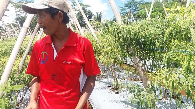 Petani cabai di Purwanegara mengontrol tanaman cabainya . (Foto: Liputan6.com/Muhamad Ridlo)