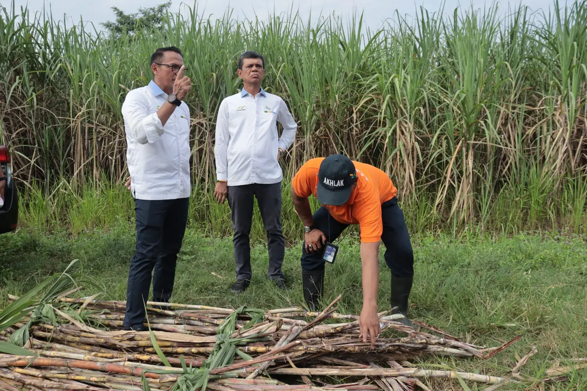 (Dok PTPN II)