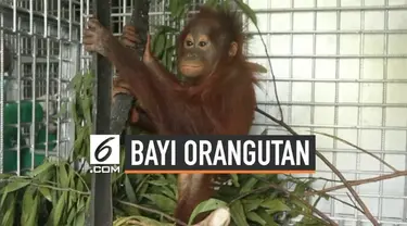 International Animal Rescue Indonesia melakukan evakuasi terhadap bayi orangutan berusia 1 tahun. Evakuasi dilakukan dari Dusun II Ampon, Desa Krio Hulu, Kecamatan Hulu Sungai, Kabupaten Ketapang, Kalimantan Barat.