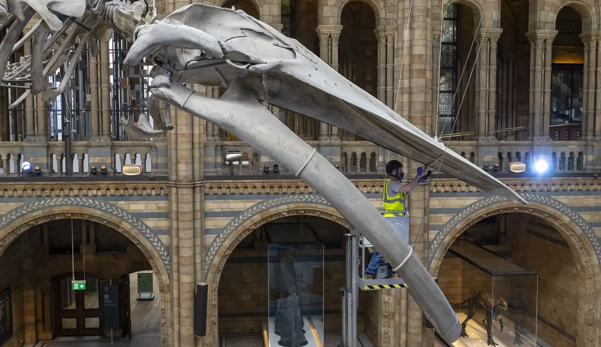 Seorang staf memoles kerangka paus biru di Hintze Hall, Museum Sejarah Alam, London, Inggris, Senin (27/7/2020). Museum Sejarah Alam London akan kembali dibuka mulai 5 Agustus mendatang. (Xinhua/Han Yan)