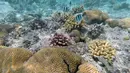 Ikan berenang di sekitar karang dekat pulau berpasir di Laut Merah, dekat King Abdullah Economic City, Arab Saudi, Rabu (7/3). Saudi memiliki garis pantai terpanjang di negara mana pun sepanjang Laut Merah. (Nouf Alosaimi via AP)