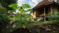 7 Pakan Alami yang Sering Tumbuh di Pekarangan, Solusi Pakan Ternak Hemat dan Bernutrisi