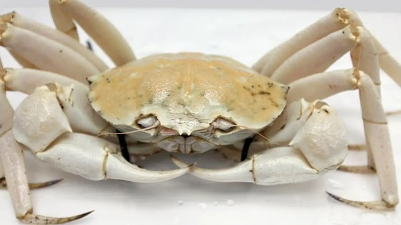 Kepiting Kristal yang dipancing di lepas pantai Australia Barat dapat dijual dengan harga lebih dari Rp3 juta. (Supplied: Southern Trading)