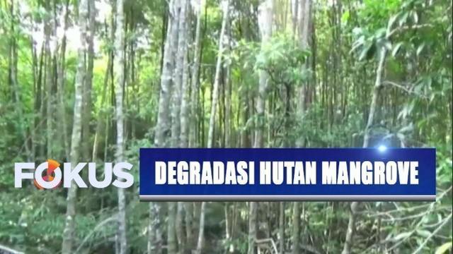 Berita Hutan Mangrove Hari Ini Kabar Terbaru Terkini