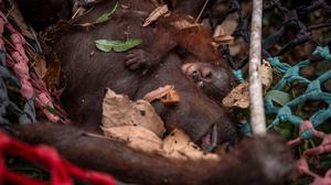Enam Orangutan Berpacu Menemukan Jalan Pulang