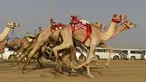 Unta-unta berlari pada awal perlombaan Festival Unta Putra Mahkota di Kota Taif, Arab Saudi, Rabu (11/8/2021). Selain mempromosikan warisan balap unta Arab Saudi, festival ini juga berupaya untuk mendukung pariwisata dan pembangunan ekonomi. (Amer HILABI/AFP)