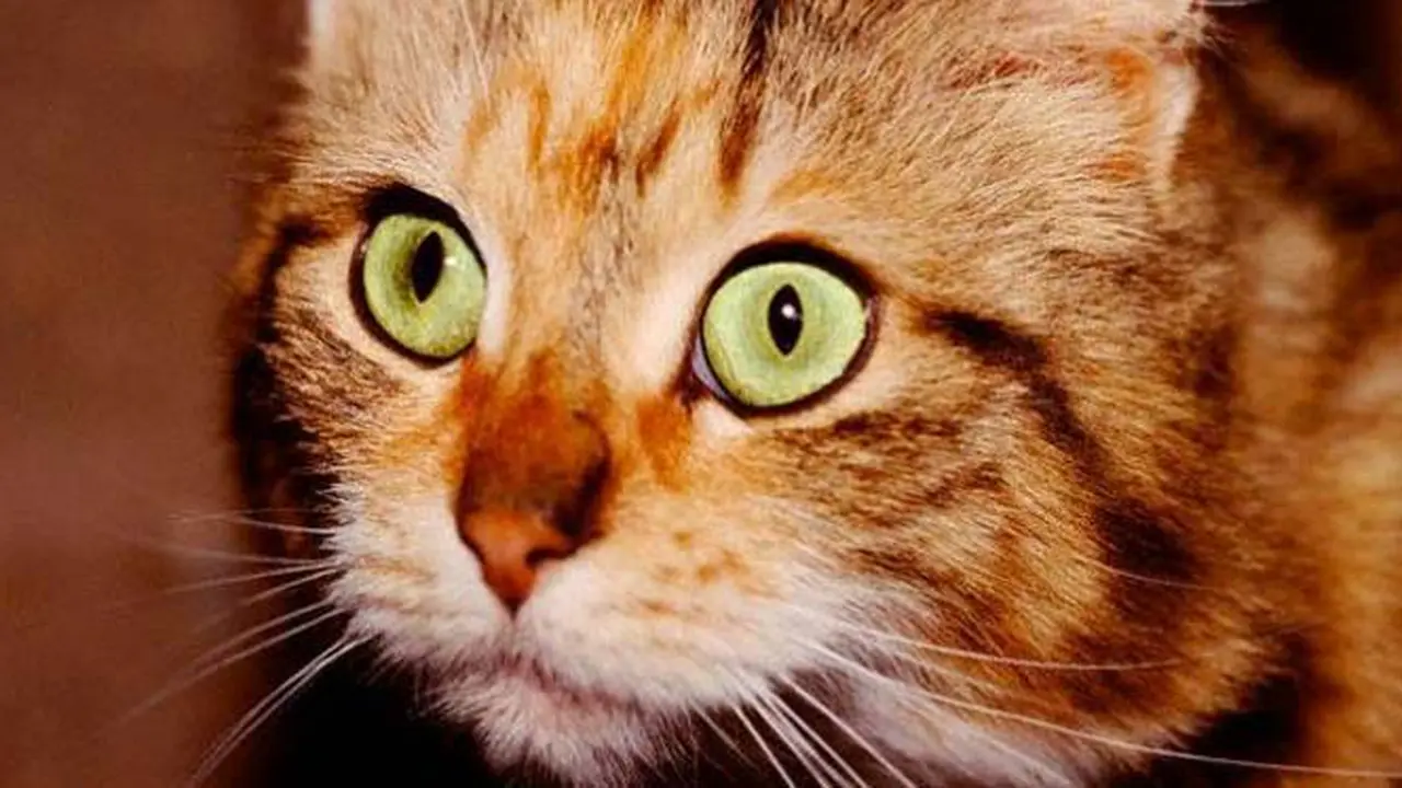 kucing-140220b.jpg