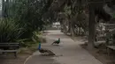 Merak berjalan di jalan setapak yang sepi pengunjung di Kebun Binatang Buin di Santiago, Selasa (15/6/2021). Kebun binatang swasta terbesar di Chile itu membutuhkan sponsor untuk membantu keuangan tempat tersebut, yang sedang mengalami situasi ekonomi yang serius. (AP Photo/Esteban Felix)