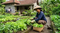 Cara Menanam Selada agar Tidak Pahit saat Dipanen, Tips agar Daun Renyah dan Manis