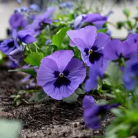 Ilustrasi bunga telang ungu. (Image by pvproductions on Freepik)