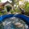 Tips ternak ikan gurame di pekarangan rumah tanpa pompa besar salah satu terpenting pakai kolam terpal (Gemini AI)