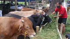 Pedagang memberikan pakan kepada hewan kurban yang akan di jual di Tangerang, Selasa (21/7/2020). Jelang Idul Adha 1441 H penjualan hewan kurban mulai bermunculan dan mulai banyak pesanan. (Liputan6.com/Angga Yuniar)