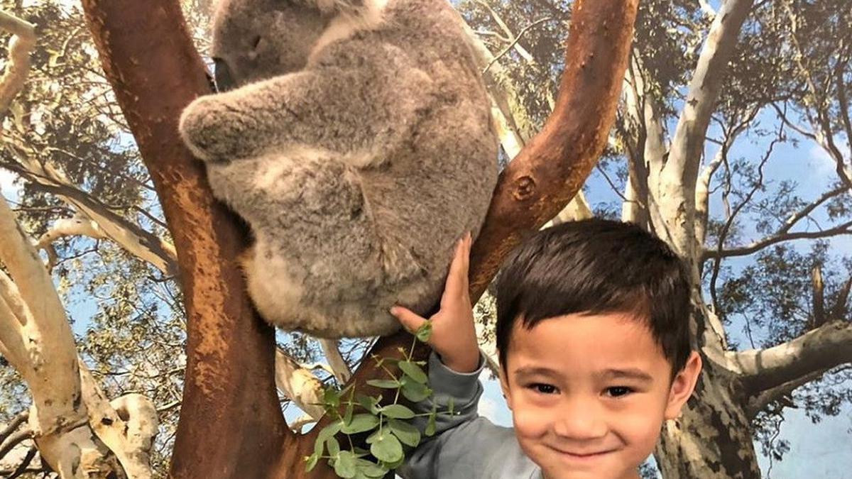 Wajah Riang Rafathar Mengelus Koala di Australia