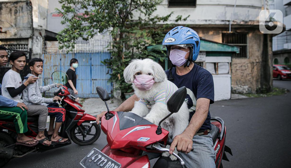 FOTO: Lucunya Anjing Ini Pakai Masker Cegah Corona - News Liputan6.com