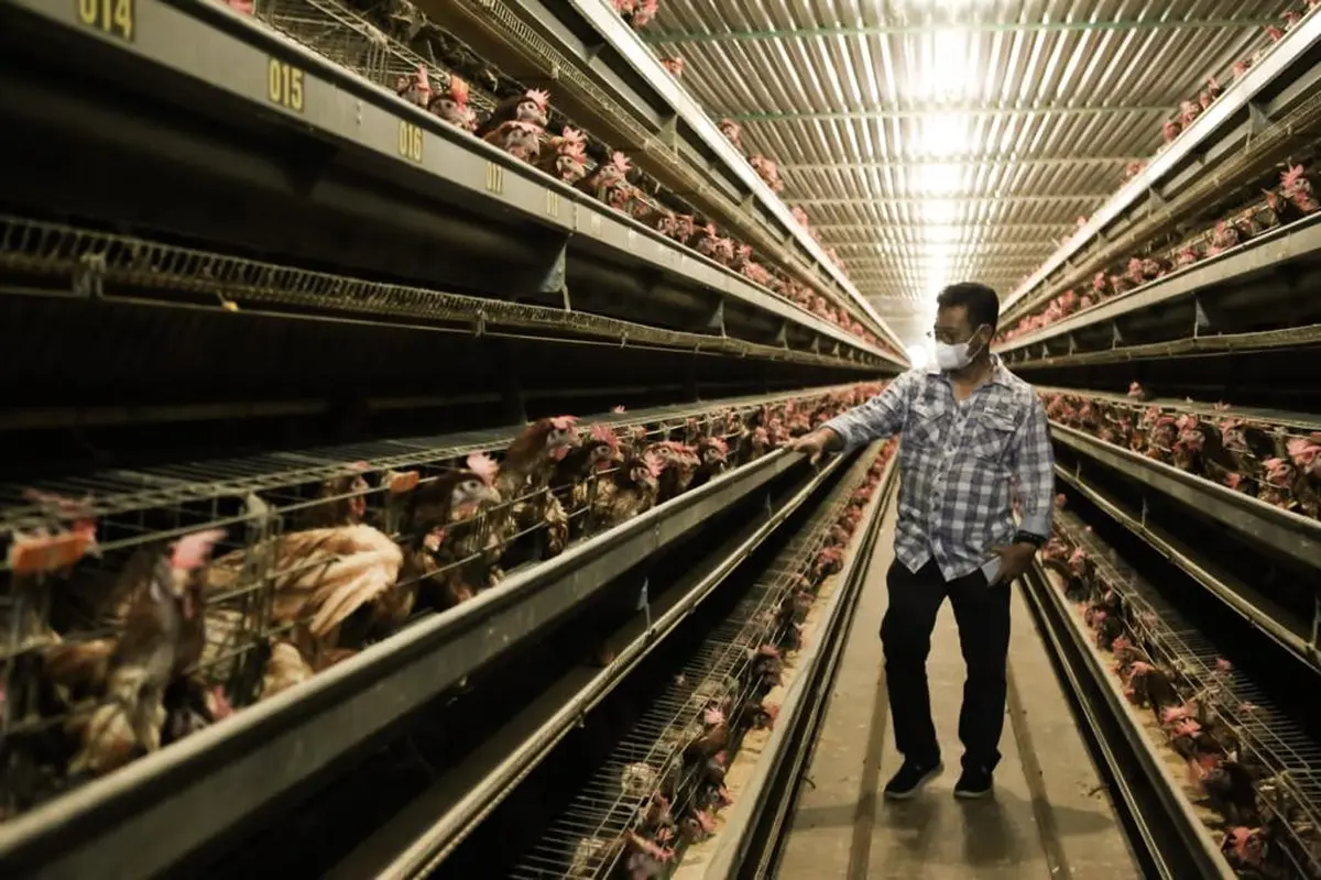Mentan: Stok dan Pasokan Telur Ayam Beberapa Bulan ke Depan Dipastikan Aman