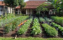 10 Cara Mengusir Tikus dari Kebun Tanpa Racun Berbahaya, Solusi Alami untuk Kebun Sayur