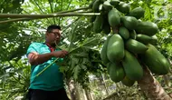 Cara Menanam Pepaya California di Pekarangan agar Tidak Tumbuh Terlalu Tinggi