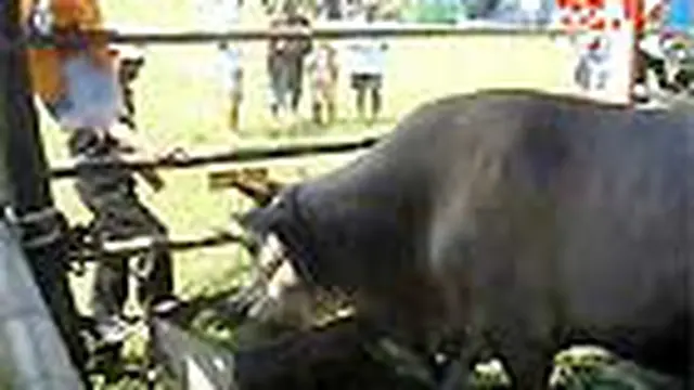 Embargo Sapi Australia Tak Buat Peternak Gusar