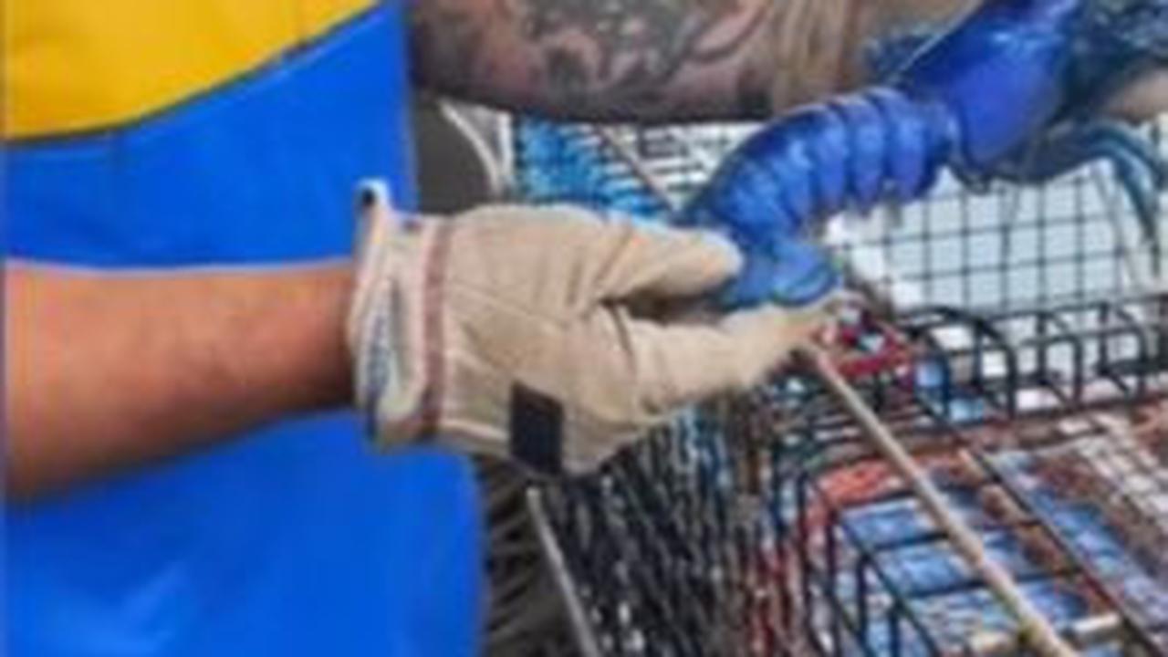 Nelayan Ini Tak Sengaja Temukan Lobster Biru Paling Langka di Dunia