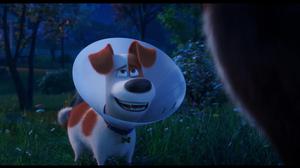 Kenali Pengisi Suara Film The Secret Life of Pets 2 di Vidio, Hadirkan Petualangan Hewan Peliharaan