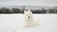 Top 10 Cold-Weather Dog Breeds That Love Playing in Snow