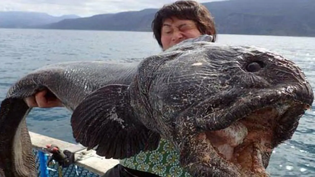 Ikan Berwajah Aneh Ditemukan di Lokasi Insiden Nuklir Fukushima