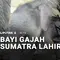 Bayi Gajah Sumatra Lahir