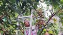 Keseruan Bambang Trihatmodjo saat panen buah kelengkeng. Sang istri, Mayangsari pun pastinya menikmati hasilnya. (Foto: Instagram/@mayangsari_official)