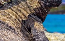 Mengenal Iguana Laut yang Punya Wujud Seperti Godzilla