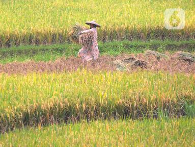 Petani melakukan panen padi jenis IR 64 di kawasan Sukamakmur, Bogor, Jawa Barat, Kamis (5/1/2022). Harga gabah kering di tingkat petani saat ini mengalami kenaikan Rp 500 menjadi Rp 7000/kg disebabkan curah hujan yang tinggi sehingga menyebabkan panen padi tertunda. (merdeka.com/Arie Basuki)