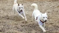 17 Jenis Anjing Peliharaan dari Asia, Kenali Karakternya