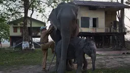 Seorang mahout atau pawang gajah hendak menaiki gajah untuk berpotroli di Suaka Margasatwa Pobitora di negara bagian Assam, India (18/3). (AP Photo / Anupam Nath)
