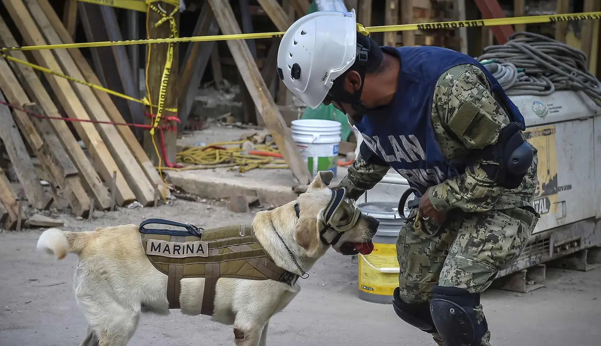 Frida, seekor anjing penyelamat milik Angkatan Laut Meksiko bersama pawangnya Israel Arauz Salinas, mengambil bagian dalam usaha mencari korban gempa yang menghantam Meksiko di sekolah Rebsamen di Mexico City (22/9). (AFP Photo/Omar Torres)