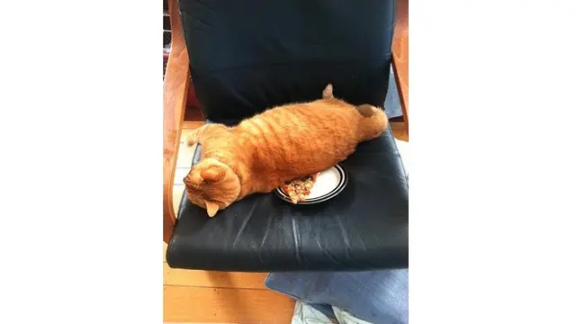 Potret 5 Kucing Oranye Rusak Barang Ini Bikin Geregetan