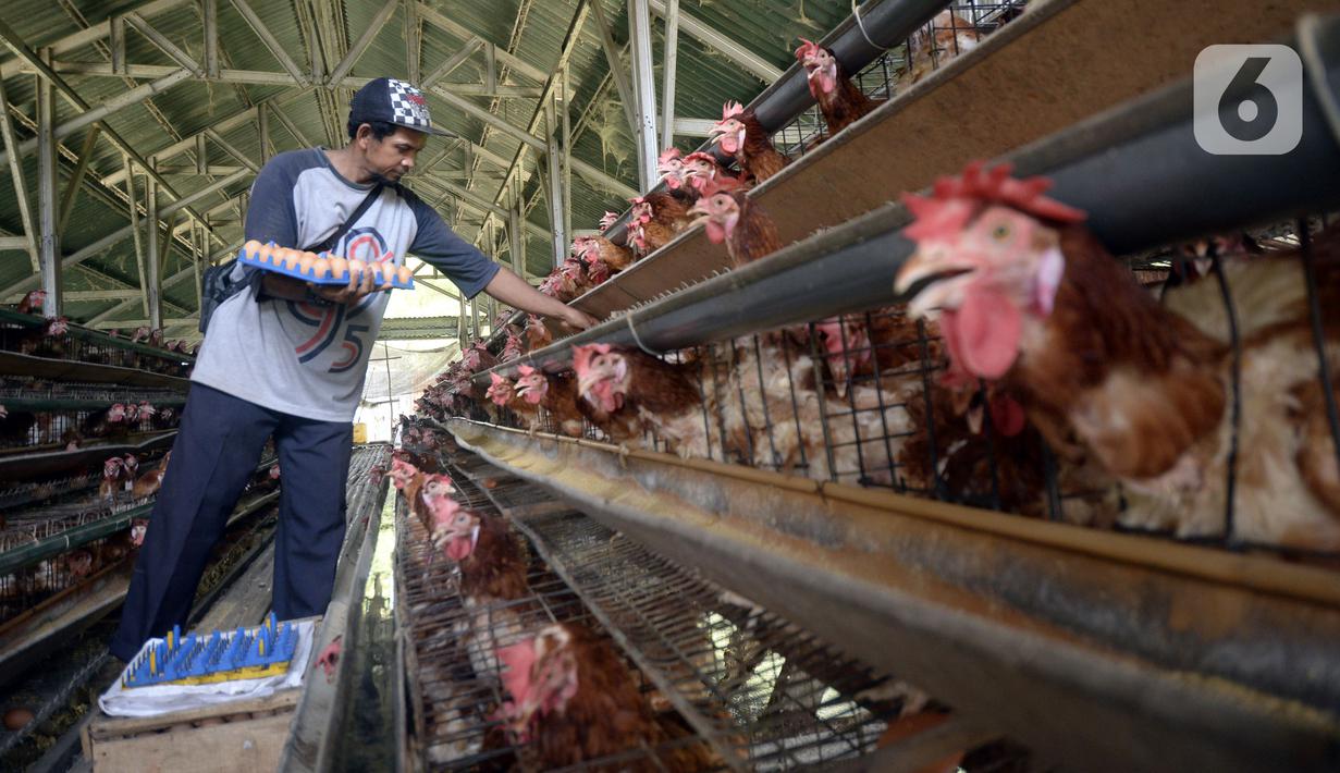 Peternak ayam petelur Madsai (41) mengambil telur yang siap dikirim ke pasar di Desa Pengasinan, Gunung Sindur, Kabupaten Bogor, Jawa Barat, Selasa (6/10/2020). Harga telur eceran sempat mencapai Rp 24 ribu per kilogram, sekarang turun Rp 18,500 per kilogram. (merdeka.com/Dwi Narwoko)