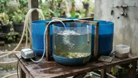 Cara Membuat Tempat Penetasan Benih Lele dari Galon Bekas, Hemat Biaya Hasil Maksimal
